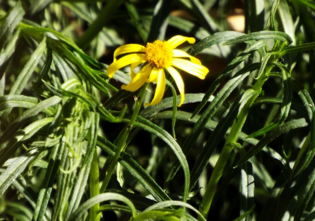 Senecio inaequidens